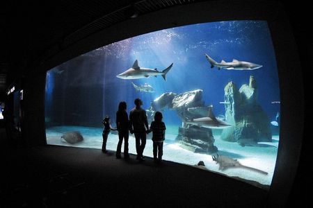 Genoa Aquarium entrance ticket with lunch