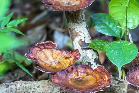 Sinharaja Forest Reserve private trek from Bentota region