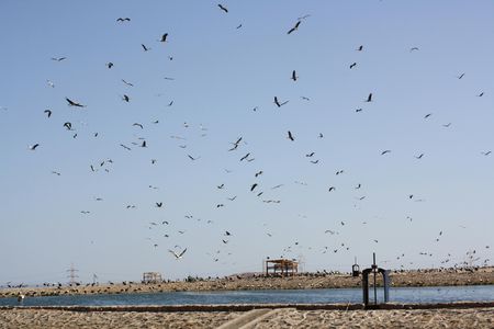 Bird watching with quad bike experience in Sharm