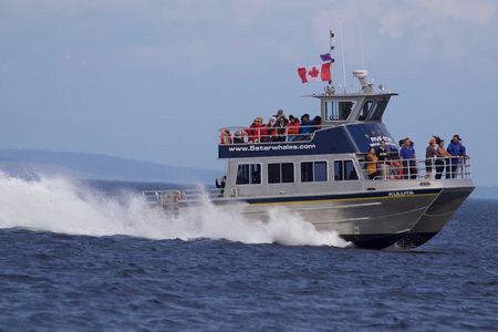 3-hour catamaran whale watching tour in Victoria