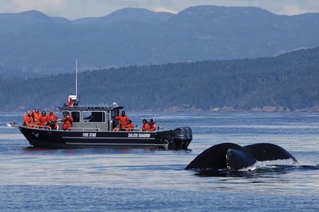 Marine wildlife & whale watching tour in Victoria