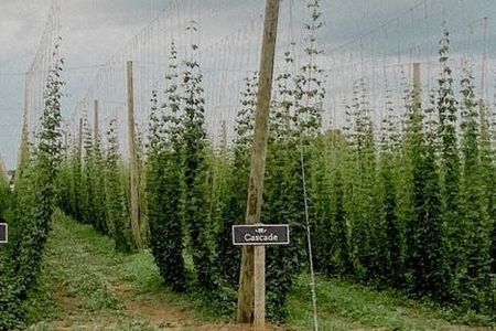 Full day Niagara craft beer experience departing from Niagara Falls