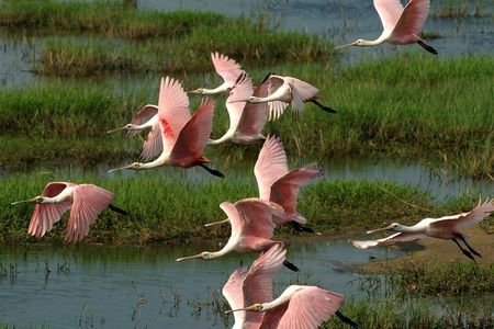 Everglades National Park full-day adventure tour with dry hike
