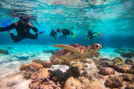Half-day ocean safari Great Barrier Reef adventure