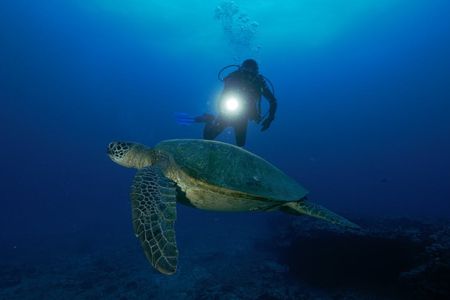 Oahu night diving tour