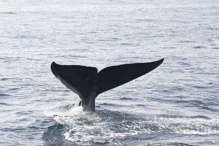 Mirissa whale watching experience from Galle region