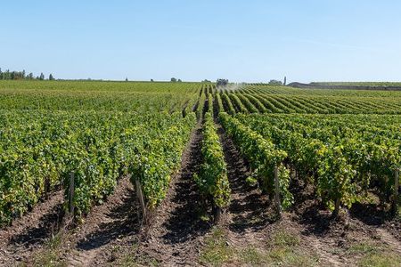 "Vertical" wine tasting tour at Vignobles Chatonnet