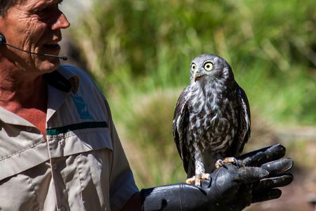 Healesville Sanctuary and Phillip Island Wildlife Park bus tour