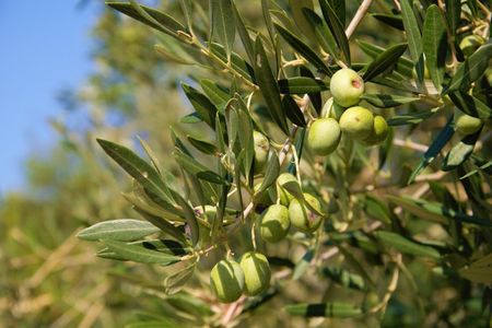Olive oil tour in Cres