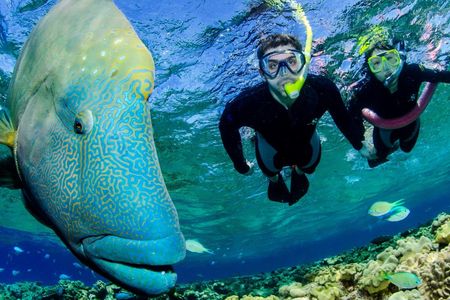 Port Douglas outer reef snorkelling tour