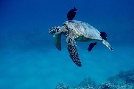 Catamaran tour and turtle snorkeling experience