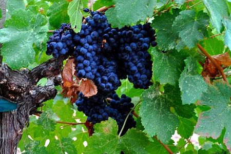 Full-Day Escape Three Wineries & Lunch Tour in Portland