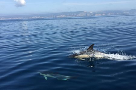 Dolphin Watching in Sesimbra
