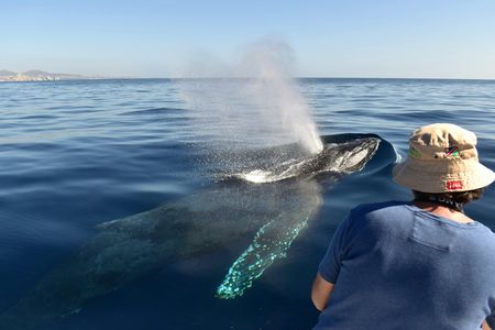 Los Cabos whale watching experience with photos