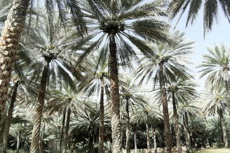 Private tour to Al Hajar villages and to Al Hoota cave from Muscat with lunch