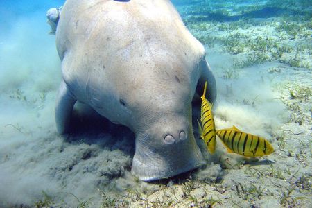 Half-Day Snorkeling Experience on Abu Dabbab Beach from Marsa Alam
