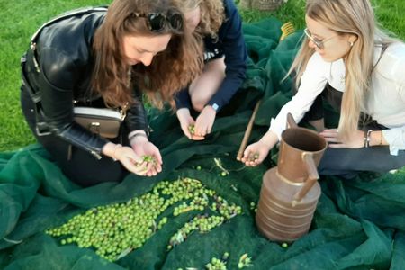Olives harvest, wine tasting and brunch at Bio Fattoria Augustali
