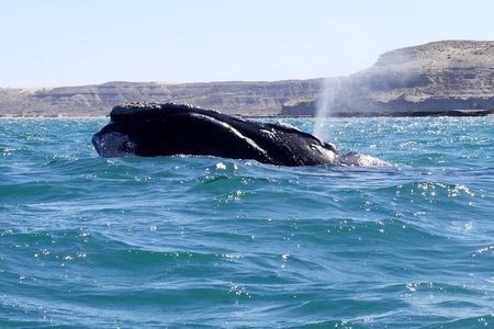 Tour of Pirámides Port and boat experience in Puerto Madryn