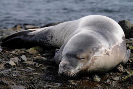Marine Wildlife Boat Cruise and Cape Town City Tour