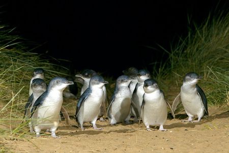 Phillip Island Penguin Parade small-group tour
