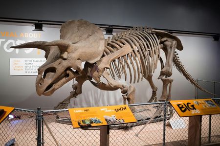 NYC American Museum of Natural History family private tour