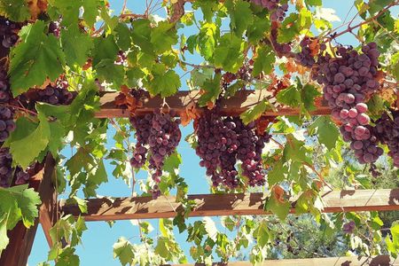 Troodos mountain villages and wineries tour with tasting