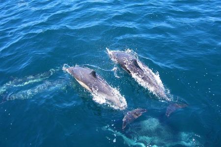 Marine Wildlife Boat Cruise and Cape Winelands Tour