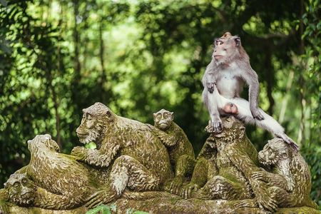 Best of Ubud private day tour