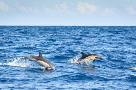 Lagos half-day dolphin-watching cruise