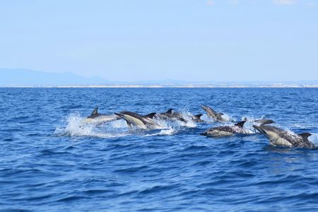 Algarve caves and dolphin watching tour