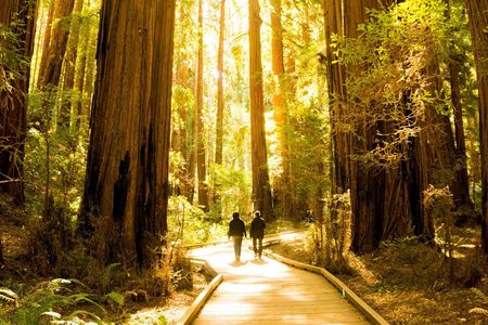 San Francisco Hop-On Hop-Off and Muir Woods Tour