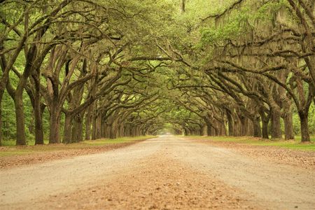Wormsloe Historic Site and Bonaventure Cemetery Tour