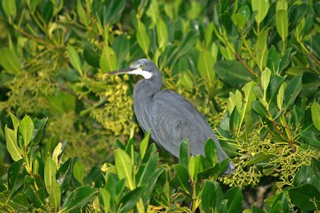 Full-day South Gambia safari with lunch in Sanyang village