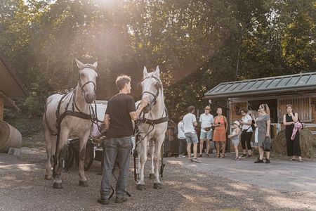 Secrets of the Viennese Fiaker and carriage ride in Vienna
