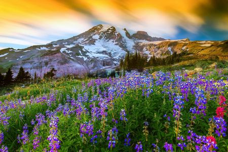 Mount Rainier National Park Full-Day Tour from Seattle