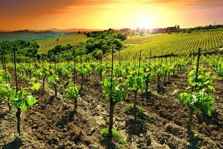 Chianti sunset excursion with wine tasting and optional dinner