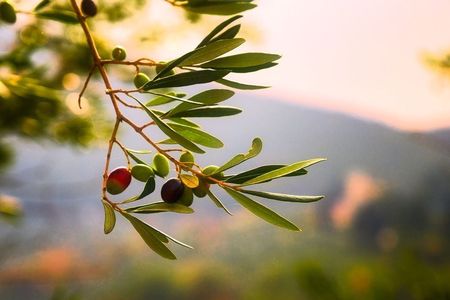 Olive grove and olive oil tasting full day tour from Athens