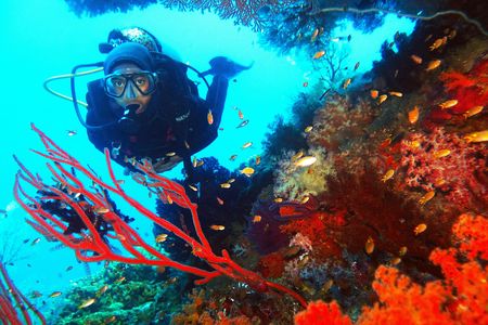 Red Sea diving experiences in Hurghada with transfer
