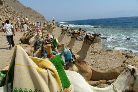 Three Pools snorkeling, 4x4 Oasis safari, camel ride, lunch in Dahab