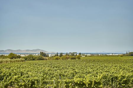 Light lunch in a vineyard in Kos