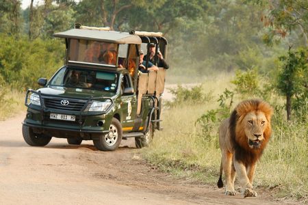 Kruger National Park afternoon private safari
