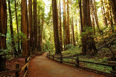 Alcatraz, Muir Woods and Golden Gate Bridge visit