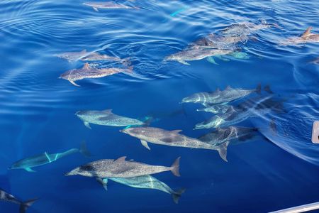 Whales and dolphins tour with local crew in Tenerife