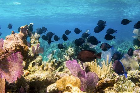 Snorkel trip with local guide in Bonaire