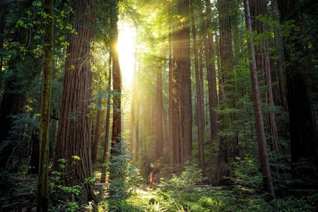 Muir Woods express tour and Golden Gate Bridge