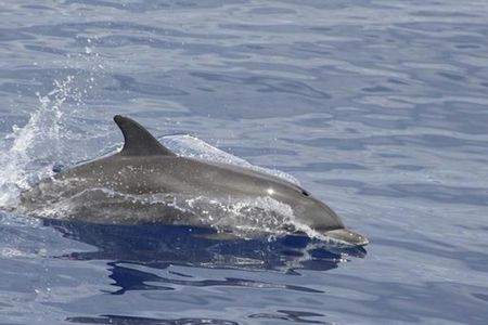Cetaceans watching by catamaran from Funchal