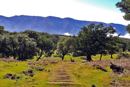 Full-day hiking tour from Assobiadores to Fanal