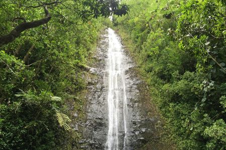 Oahu Guided Hawaii's Rainforest Hike