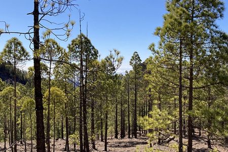 Hiking tour of the Laurel forest in Gran Canaria