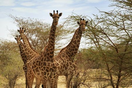 Bandia half-day safari from Saly or Somone
